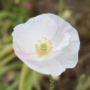 Poppy Bridal Silk Seed, 50/100 Seeds