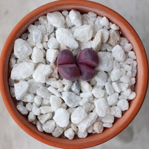 May include: A small terracotta pot filled with white gravel and a single purple succulent plant.