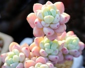 Tiscalatengo Gorge Sedum, 10 Seeds, Succulent Seeds, Indoor Outdoor, All-year Seed