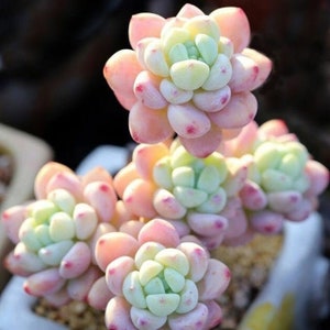 Sedum de la Garganta de Tiscalatengo, 10 semillas, semillas suculentas