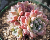 Echeveria amoena, 10 20 Seeds, Rare Succulent Seeds, All-year Seed