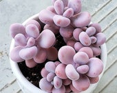 Lavender Pebbles, 20 seeds, Graptopetalum amethystinum, Moonstone, Succulent Seeds, All-year Seed
