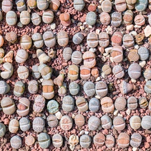 Mélange de graines Lithops, 25 graines, collection Lithops colorée, pierres vivantes