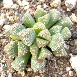Titanopsis primosii, 10 Seeds, Succulent Seeds