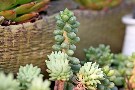 Bonsai Sedum, 10 Seeds, Sedum Furfuraceum - Etsy Israel