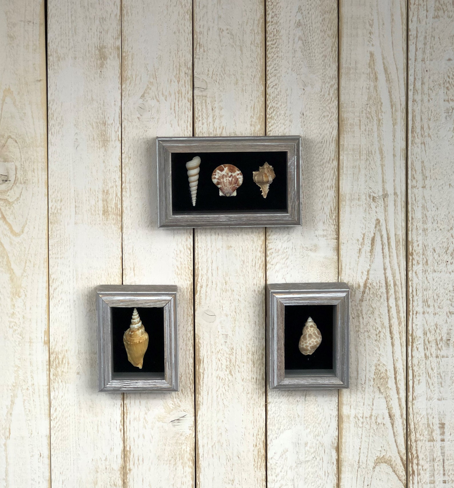 Framed Seashells Set of 3 Seashell Wall Décor Framed Sea Etsy