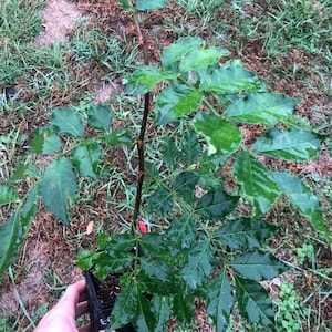 Szechuan Pepper Tree (Zanthoxylum simulans) ~12&quot; Tall Potted Plant