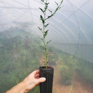 May include: A young citrus plant with a slender green stem and small, pointed dark green leaves growing upward. The plant is potted in a tall, square, black plastic nursery container filled with dark soil, held upright in a vertical position.