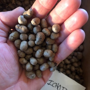 May include: A hand holding a pile of small, brown, round, and slightly irregular shaped tubers. The tubers are labeled "Ichoimo".
