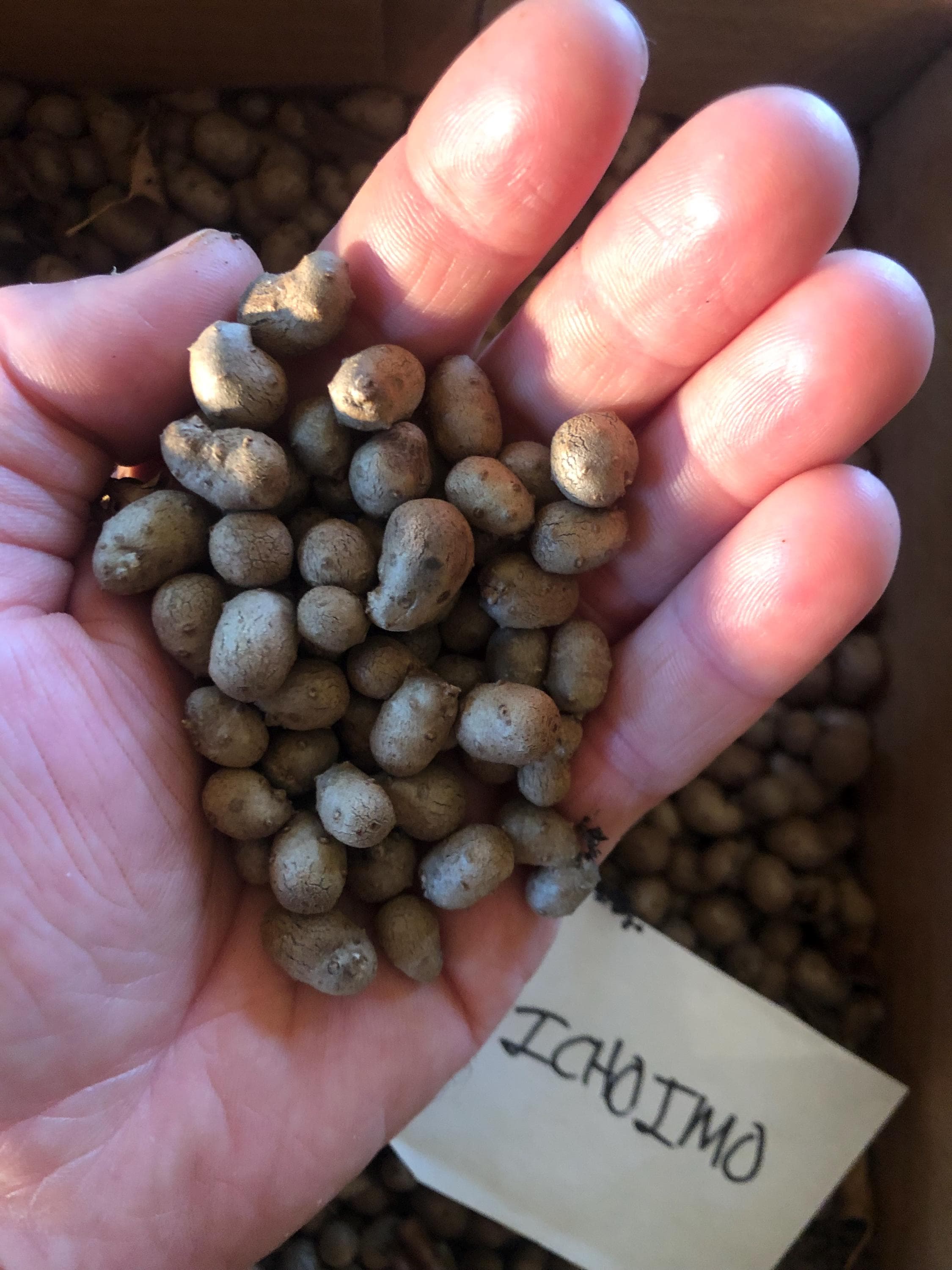 Dioscorea polystachya, Ichoimo Form, 5 bulbils