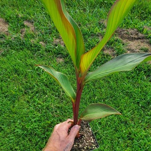 May include: A young canna lily plant with vibrant green leaves edged in red and yellow, held in a black square pot. The plant's stem is a deep red color. The background is a field of green grass.