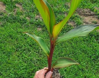 Kanna Plant , Sceletium Tortuosum 