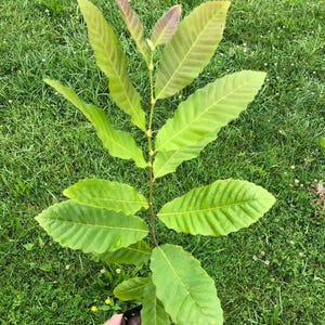 Chestnut Trees, potted 1-2 feet tall seedlings of select parents, dormant