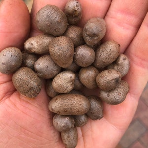 5 X-Large Chinese Wild Yam Bulbils Improved Selection (Dioscorea opposita) aka Dioscorea polystachya / Shan Yao / Yamberries / Batatas