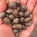 see more listings in the Dioscorea Bulbils section