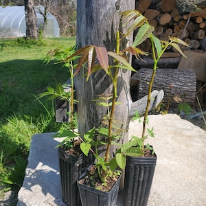 Toona sinensis 1-2 Feet Tall Potted Plant | edible leaf, perennial vegetable
