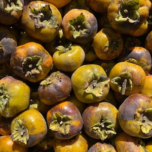 May include: A collection of ripe persimmons featuring smooth, round skins in shades of golden yellow and deep orange, each topped with a small, dried green calyx. The fruits exhibit natural dark brown spots and blemishes across their surfaces.