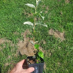 Goumi Berry Seedling of &#39;Carmine&#39; O.P. Potted Plant (Elaeagnus multiflora) +1 feet tall, dormant