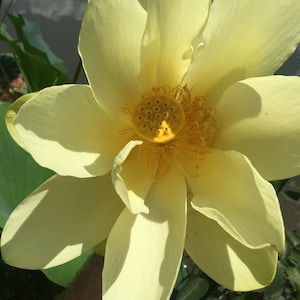 15 American Water Lotus (Nelumbo lutea) Seeds, aquatic perennial vegetable: water purification & wildlife habitat, aquaculture permaculture