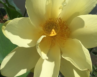 10 American Water Lotus (Nelumbo lutea) Seeds, aquatic perennial vegetable: water purification & wildlife habitat, aquaculture permaculture