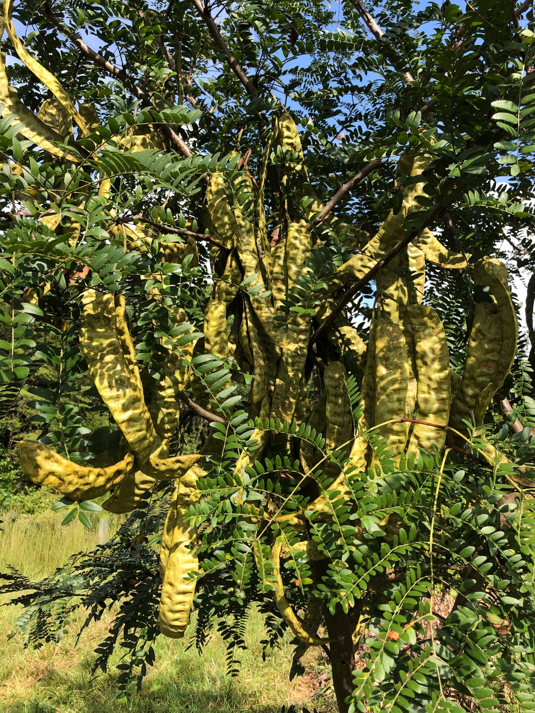 Thornless Honey Locust Tree Seed 100 gleditsia Triacanthos Inermis
