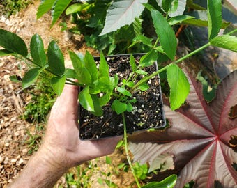 Skirret (Sium sisarum) Live Plant, 4" Pot - perennial vegetable