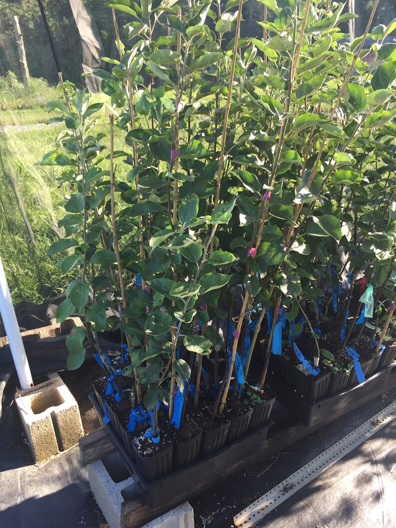 Grafted Apple Trees 23 Feet Tall Many Cultivars Bud 118 Etsy