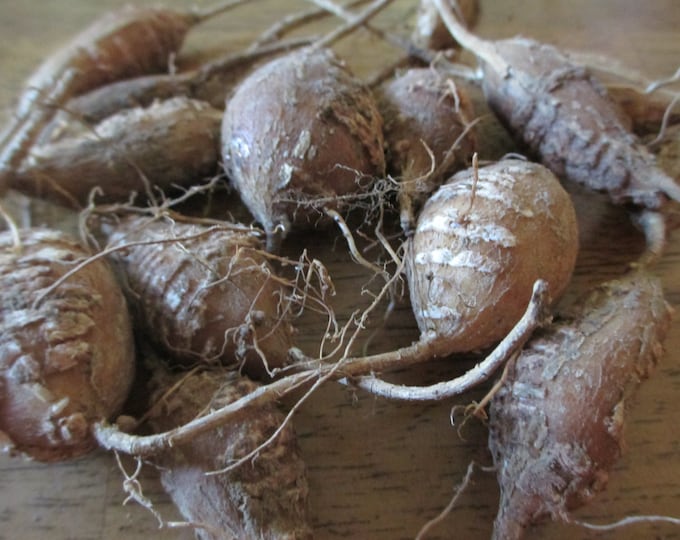 Groundnut Tubers apios Americana Improved LSU Variety 10 - Etsy