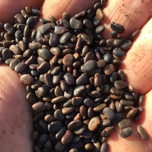 May include: A close-up of a handful of dark brown and black seeds.