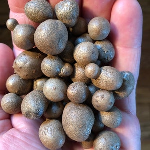 5 Dioscorea polystachya Bulbils, Tsukune-Imo form, cultivar &#39;Nara&#39;, round &quot;dumpling&quot; shaped tuber, aka Dioscorea opposita