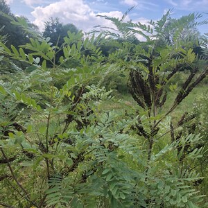 400 False Indigo SEEDS Amorpha fruticosa, nitrogen fixer, native