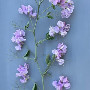 Art Poster: Flowering Sweet Pea Vine