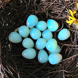 May include: A close-up shot of a bird's nest filled with pale blue, iridescent eggs. The eggs are oval-shaped and have a smooth, glossy surface. The nest is made of intertwined brown twigs, with a few yellow flowers visible.