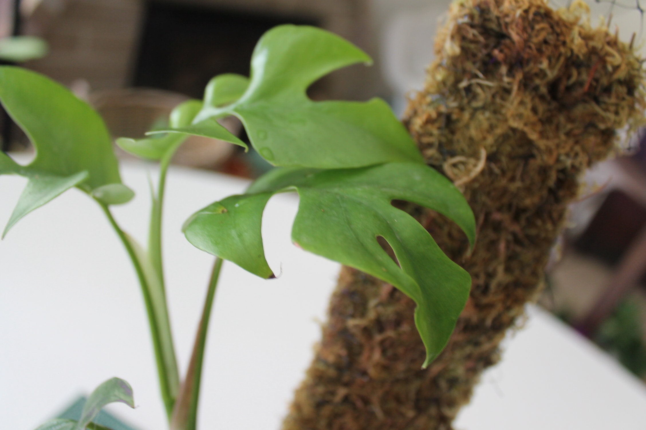 rhaphidophora tetrasperma moss pole