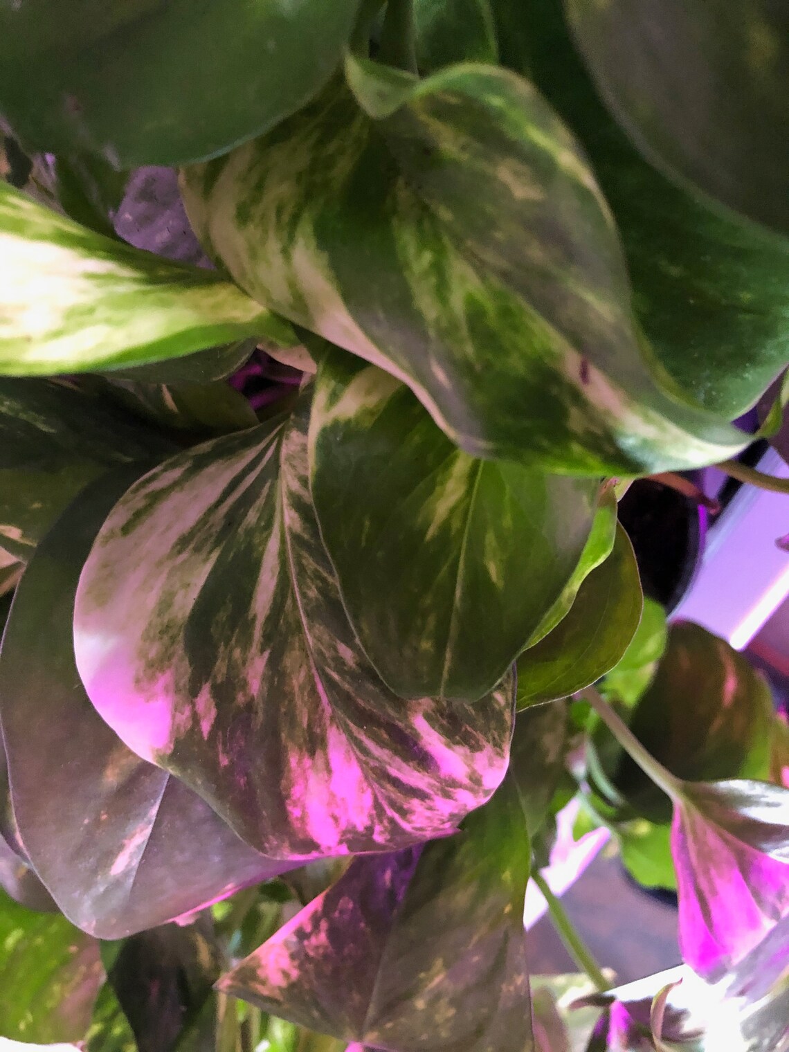 POTHOS GOLDEN AND off WhiteVery VariegatedTrailsGrows Etsy