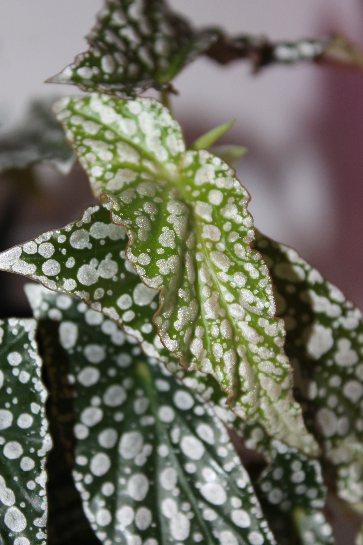 Begonia White Snow Capgorgeous With Small Polka Dots Stunning Etsy Begonia White Snow Capgorgeous With Small Polka Dots Stunning Etsy