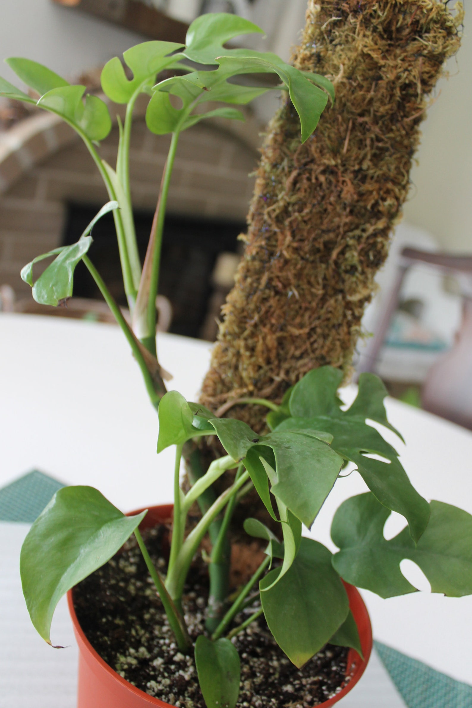 rhaphidophora tetrasperma moss pole