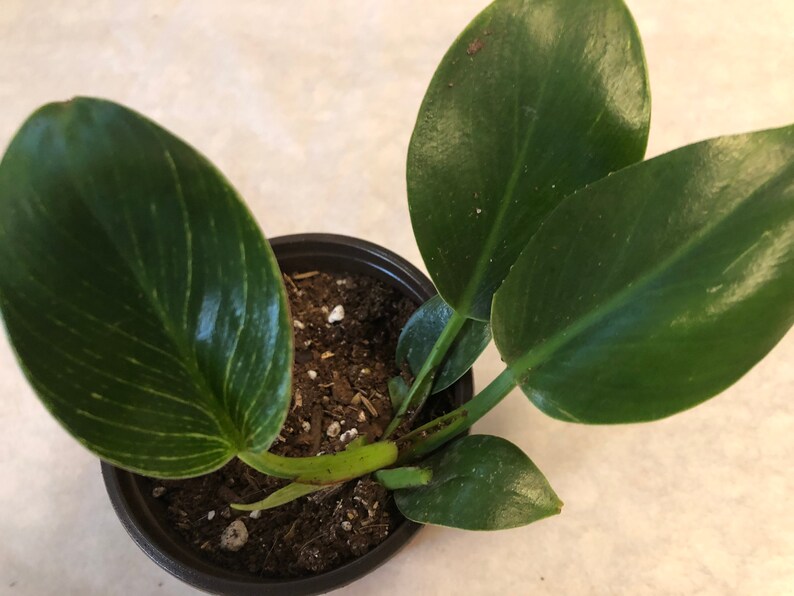 BIRKINSTUPENDOUS PLANTSWhite veins as they Etsy