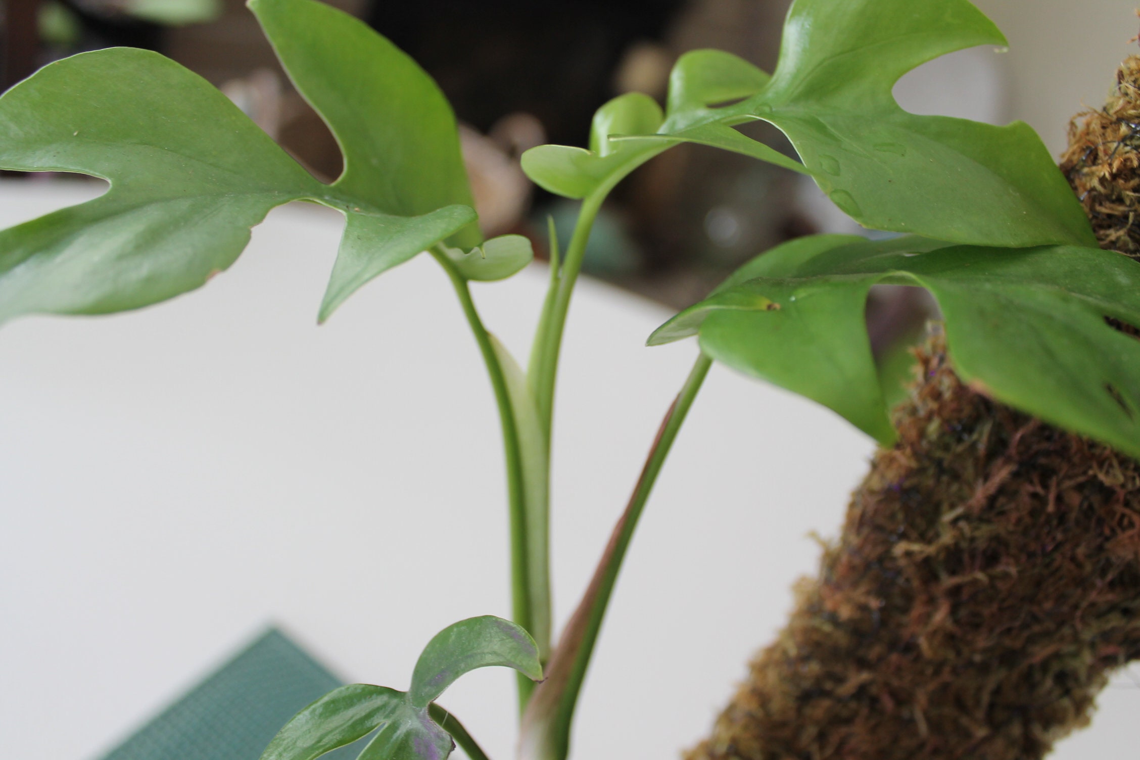 rhaphidophora tetrasperma moss pole