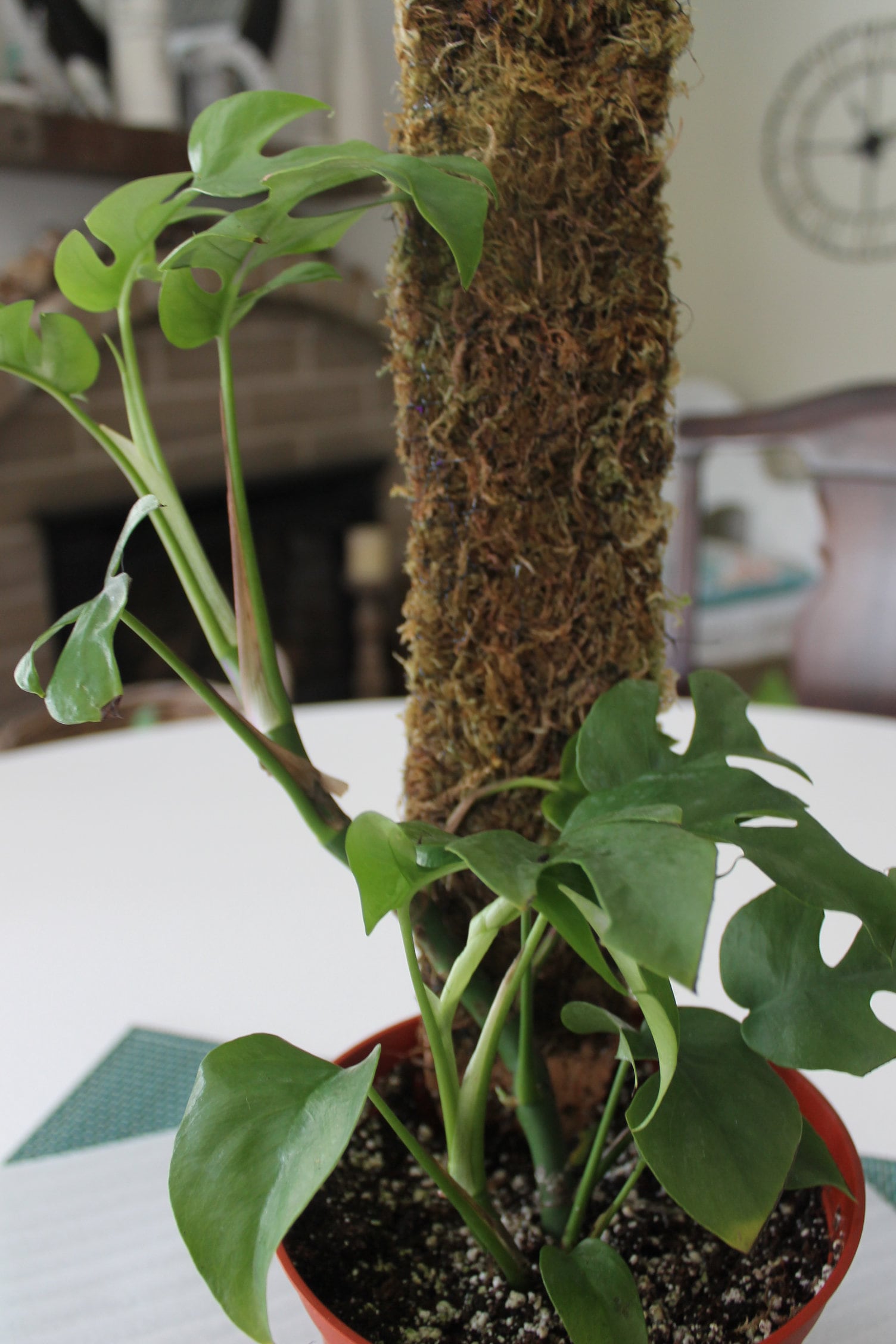 rhaphidophora tetrasperma moss pole