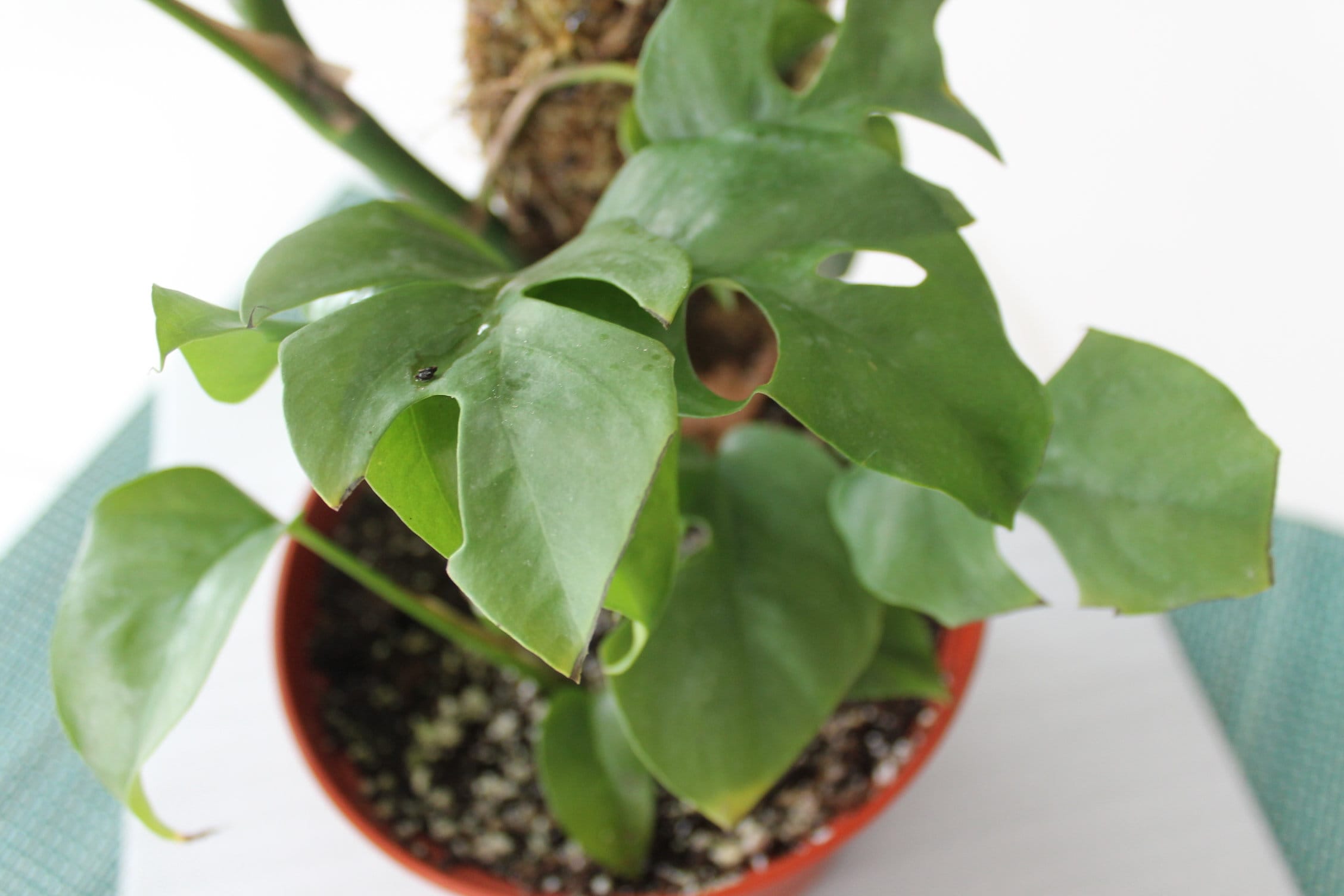 rhaphidophora tetrasperma moss pole