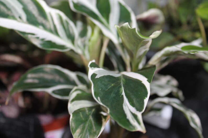 CALATHEA WHITE FUSION-Free Shipping-so beautiful-4 | Etsy
