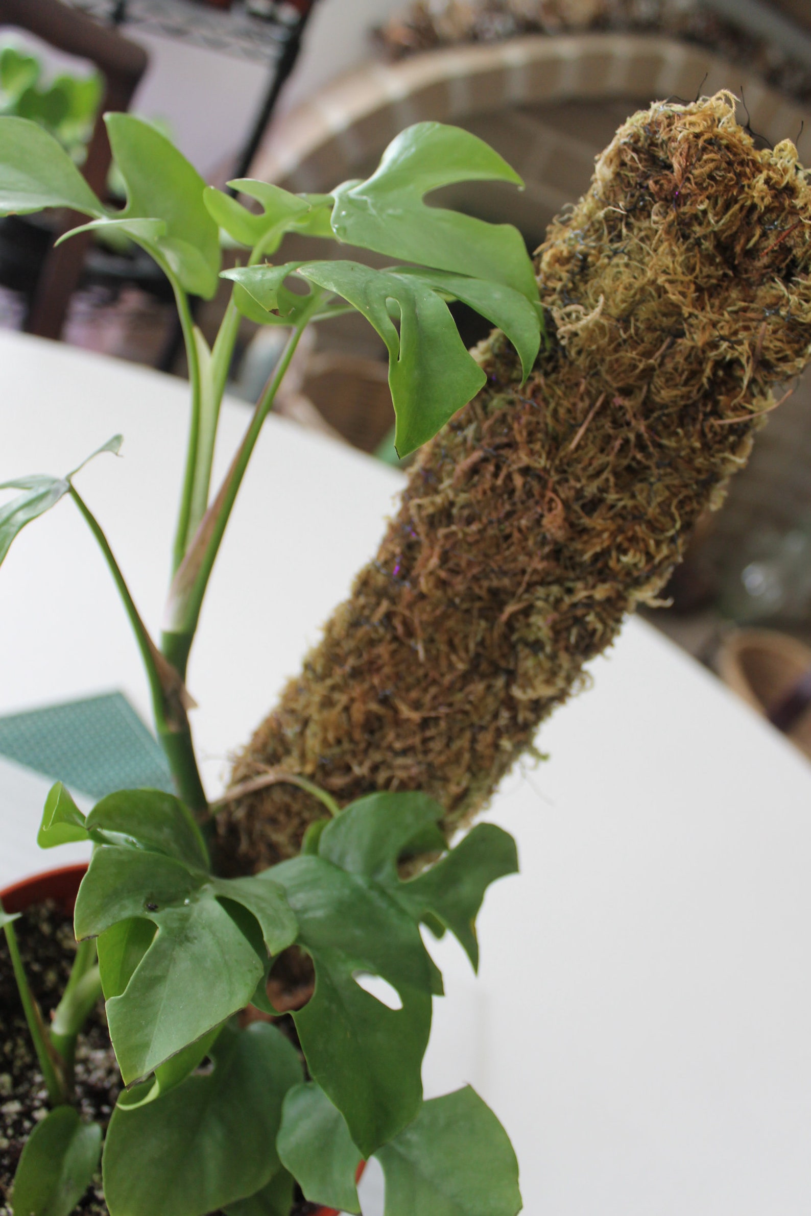 rhaphidophora tetrasperma moss pole