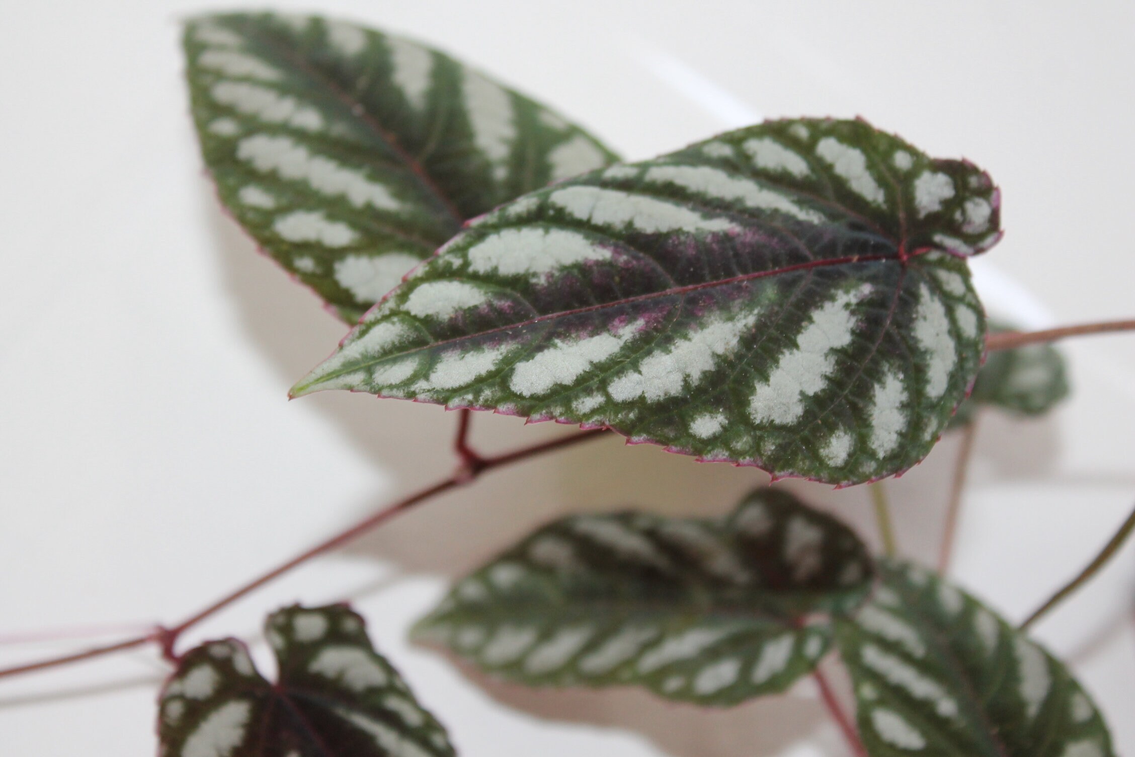 Rex Begonia Vine Fully Rooted 6” Hanging Pots Cissus Discolor Pink & Purple Rex Begonia Vine Fully Rooted 6” Hanging Pots Cissus Discolor Pink & Purple