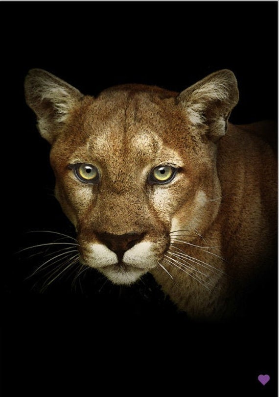 Puma big cat wildcat masculine 