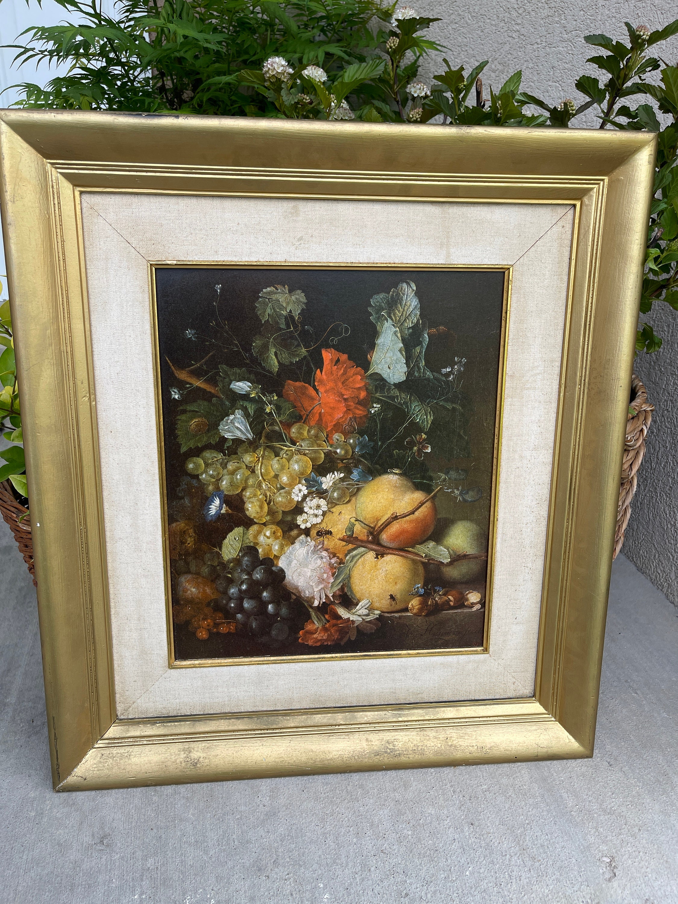Giovanna Calzolari, Still Life, Fruit and Flowers, Giclee Print, Painting Reproduction, 21 x 24" Framed, Art, Vintage, ~ 230527-SMC LRG