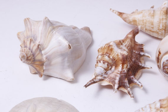 Large Sea Shells Shell, Set, Sea, Ocean, White Brown, Nature