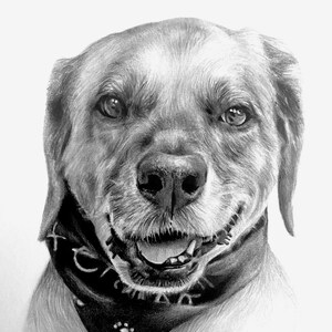 Customized Animal Portrait, Dog, Cat, Small Animal, Drawing, Gift, Drawing from Photo