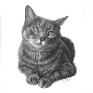 Customized Cat Portrait, Dog, Small Animal, Drawing, Gift, Drawing from Photo