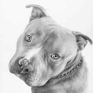 Customized Dog Portrait, Dog, Cat, Small Animal, Drawing, Gift